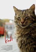 Poster Kedi