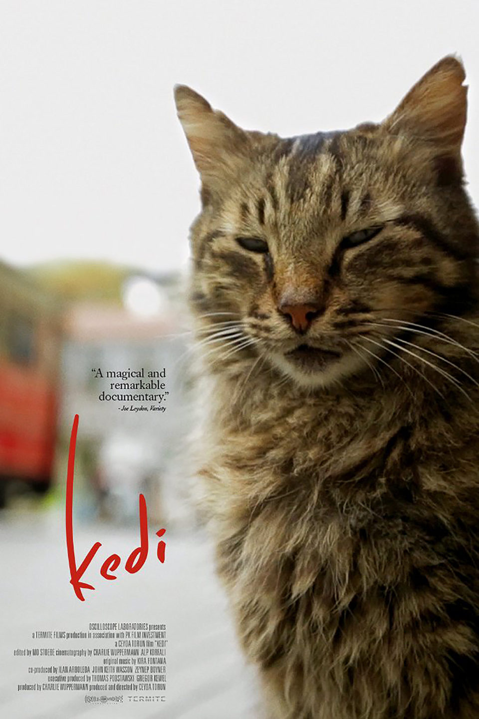Poster of Kedi - Poster EEUU