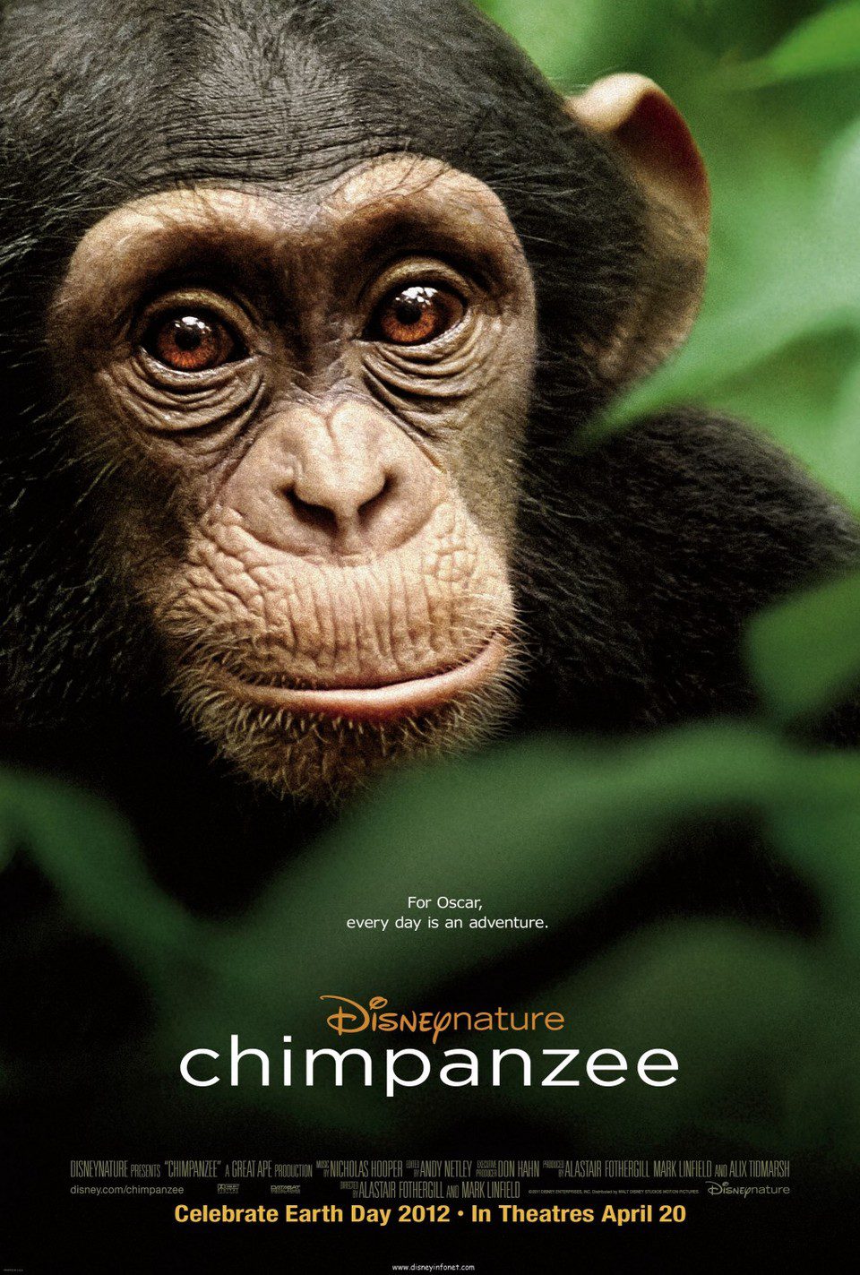 Poster of Chimpanzee - EEUU