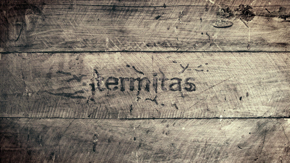 Poster of Termitas - España