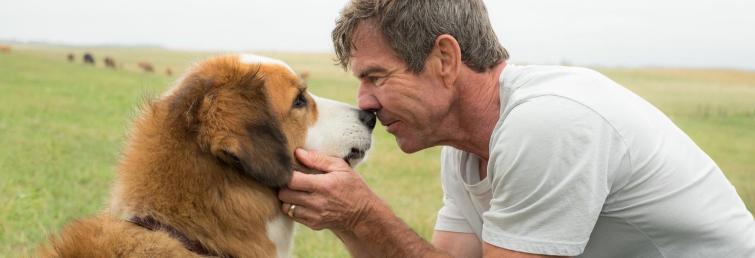 A Dog's Purpose