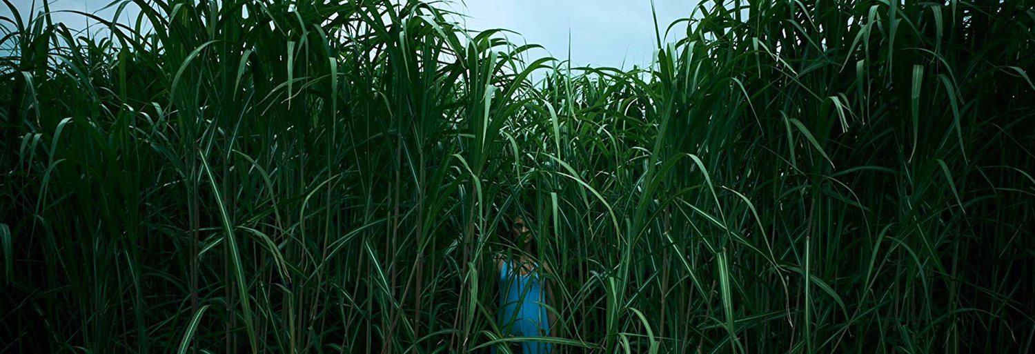 In the Tall Grass