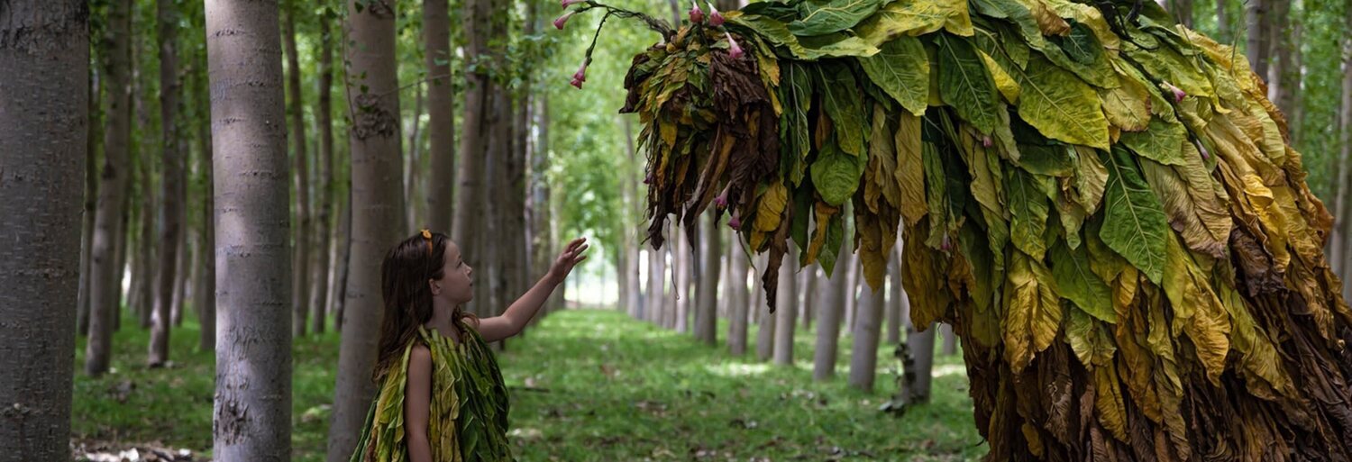 Tobacco Farms