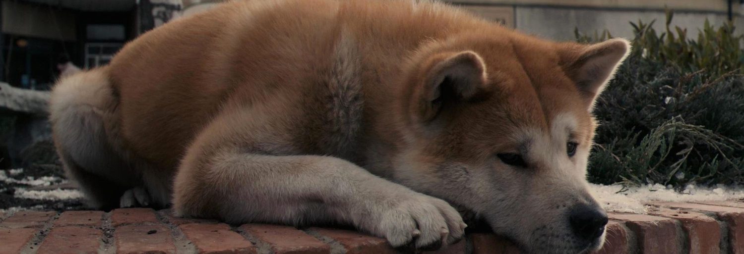 Hachiko: A Dog's Story