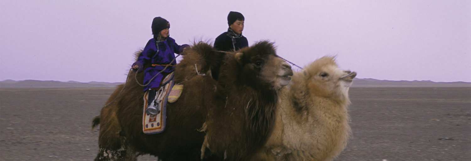 The Story of the Weeping Camel