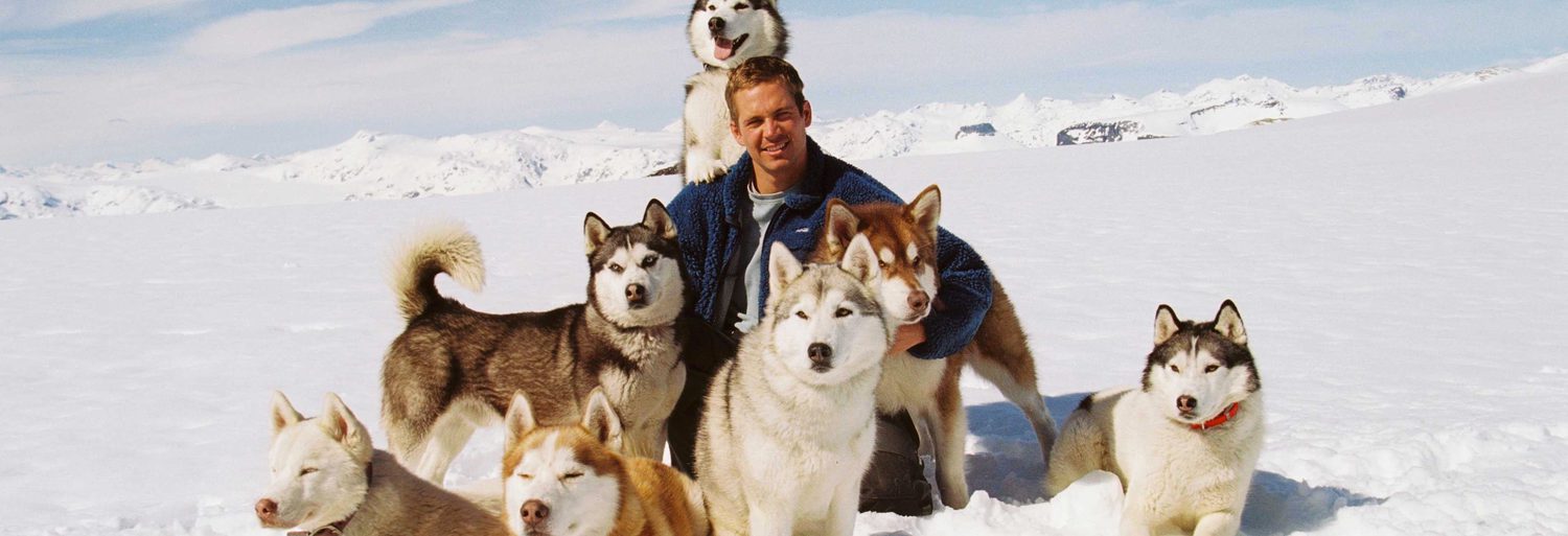 Eight Below