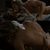 Brad Pitt shows his butt in 'Troya'