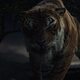 Imagen de la película Mowgli: Legend of the Jungle
