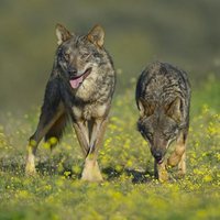 Barbacana, la huella del lobo