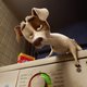 Imagen de la película The Queen's Corgi