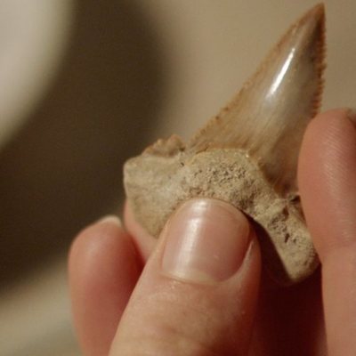 47 Meters Down: Uncaged