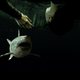 Imagen de la película 47 Meters Down: Uncaged
