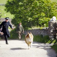 Foto de 'Lassie'