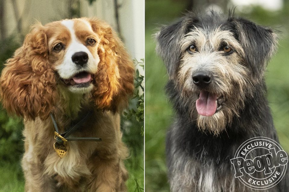 Imagen de la película Lady and the Tramp