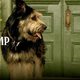 Imagen de la película Lady and the Tramp