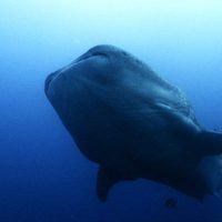Foto de 'Sharkwater'