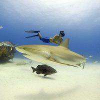 Foto de 'Sharkwater'