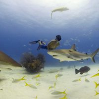Foto de 'Sharkwater'
