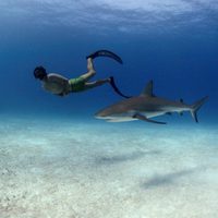Foto de 'Sharkwater'