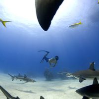 Tiburón, en las garras del hombre