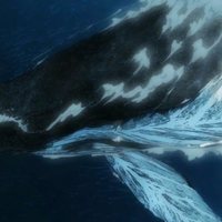 Foto de 'Children of the Sea'