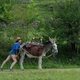 Imagen de la película My Donkey, My Lover & I
