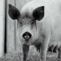 Foto de 'Gunda'