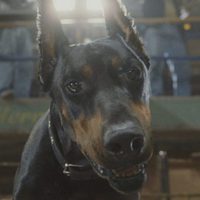 Foto de 'Beverly Hills Chihuahua'