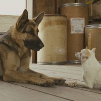 Foto de 'Beverly Hills Chihuahua'