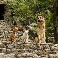 Un Chihuahua en Beverly Hills