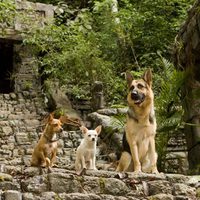 Foto de 'Beverly Hills Chihuahua'