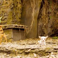 Foto de 'Beverly Hills Chihuahua'