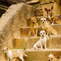 Foto de 'Beverly Hills Chihuahua'