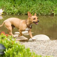 Foto de 'Beverly Hills Chihuahua'