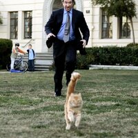 Cariño, estoy hecho un perro