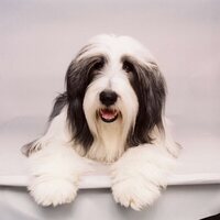 Foto de 'The Shaggy Dog'