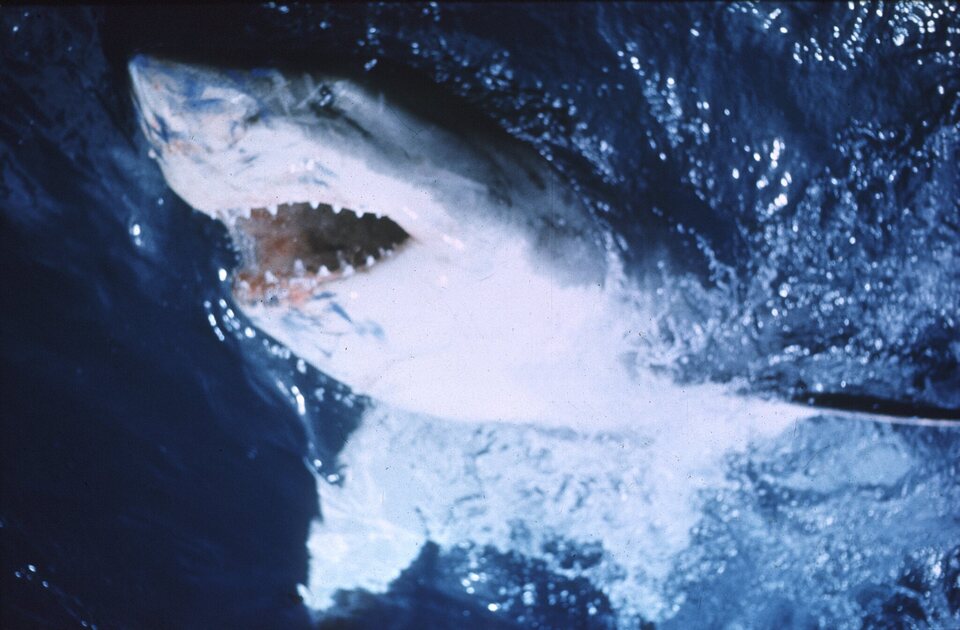 Imagen de la película Jaws