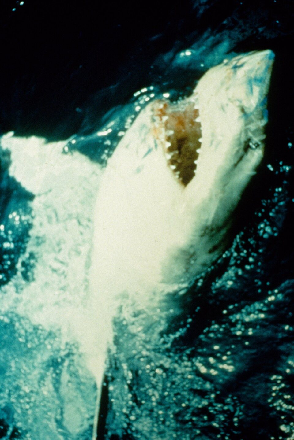 Imagen de la película Jaws