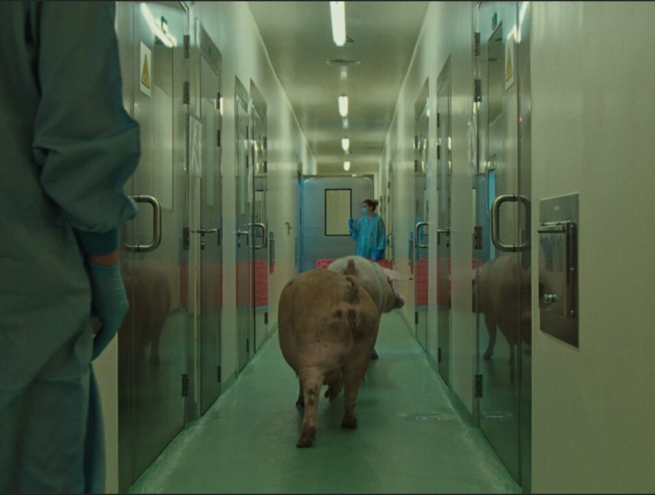 Imagen de la película Fauna