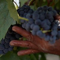 Foto de 'Rioja, Land of the Thousand Wines'