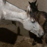 Foto de 'Two-Legged Horse'