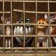 Imagen de la película Cats in the museum