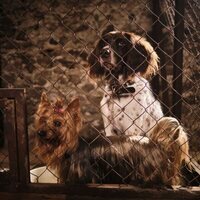 Foto de 'Lassie: A New Adventure'