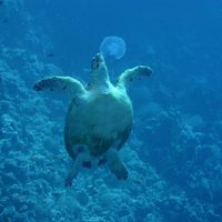 Foto de 'OceanWorld 3D'