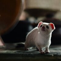 Foto de 'His Dark Materials'