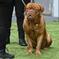 Foto de 'Turner & Hooch'