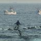 Imagen de la película The Cove
