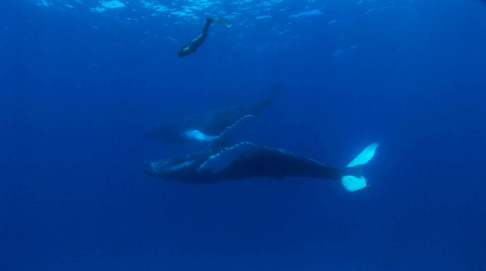 Imagen de la película The Cove