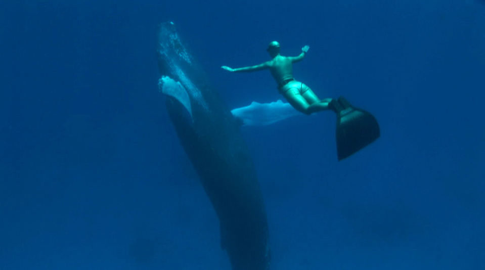 Imagen de la película The Cove