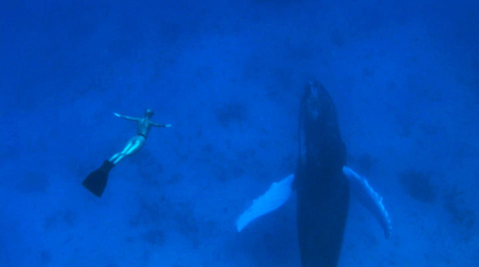 Imagen de la película The Cove